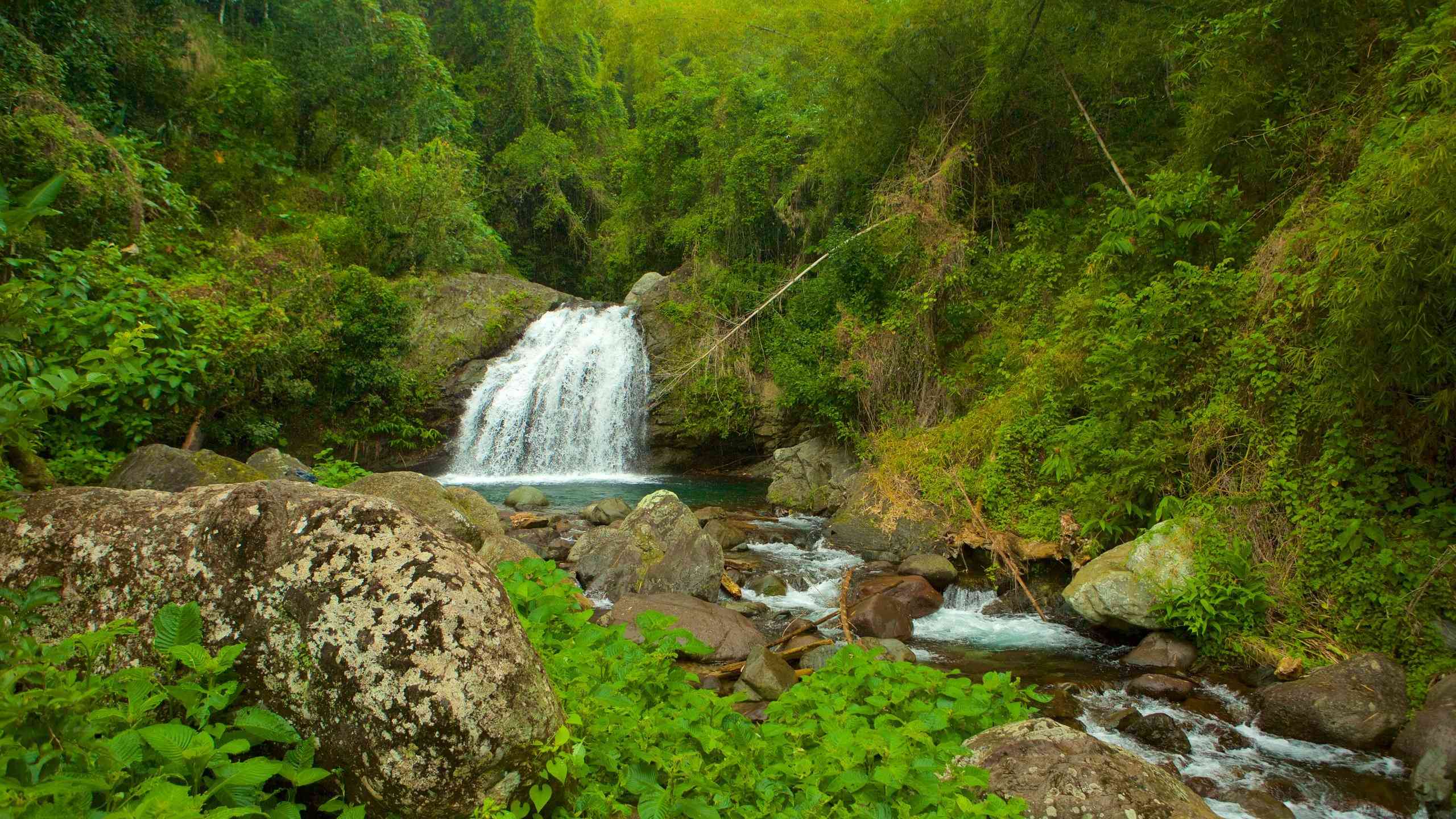 The Blue and John Crow Mountains National Park